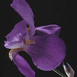 Stock: Flowerss